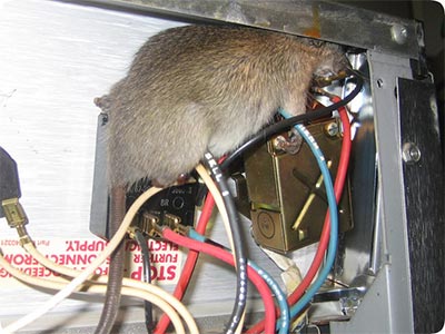 Comment proteger son habitation des rats et des souris.